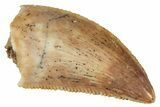Serrated, Raptor Tooth - Real Dinosaur Tooth #275119-1